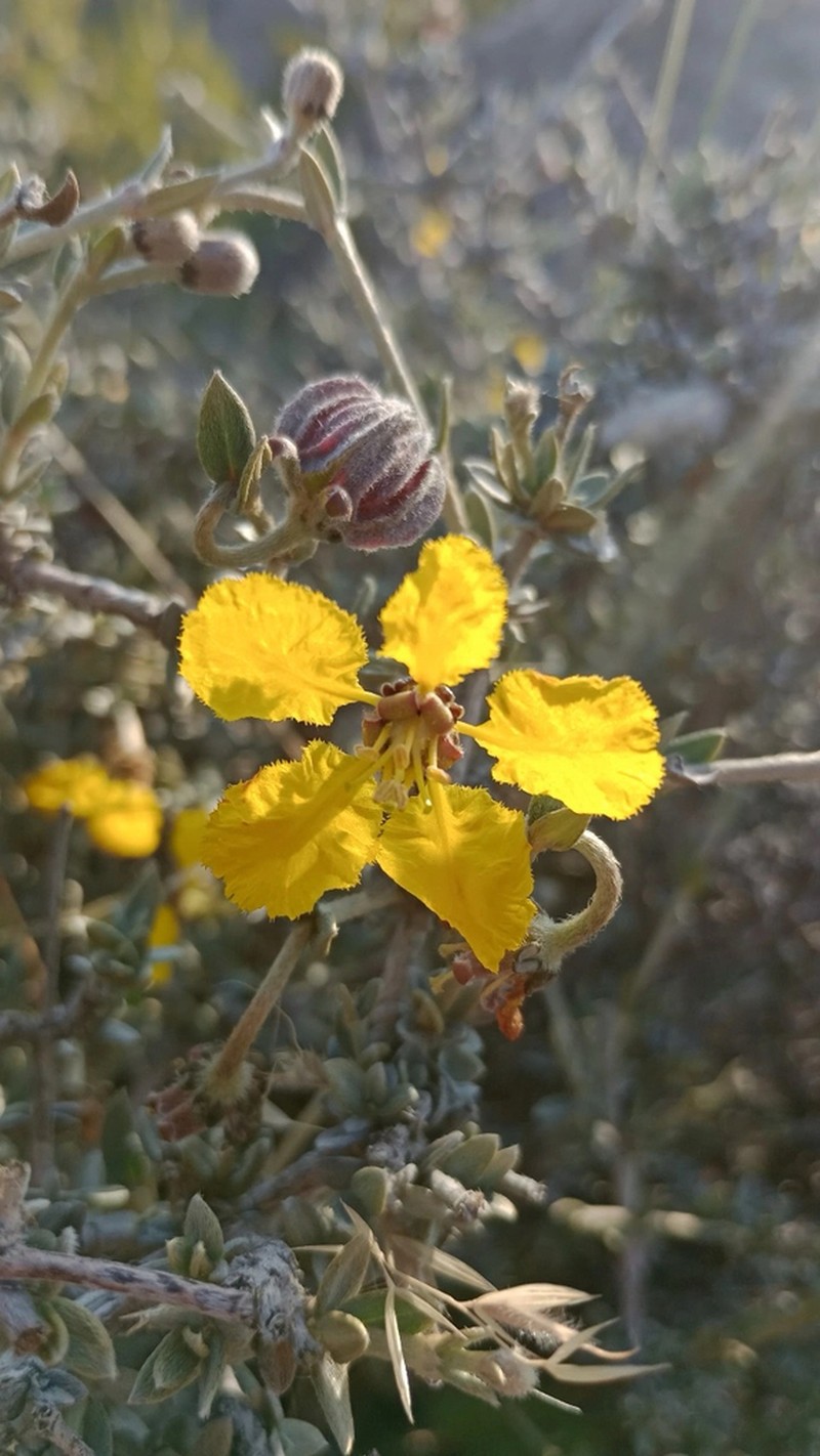 Mionandra fischeri photo 6