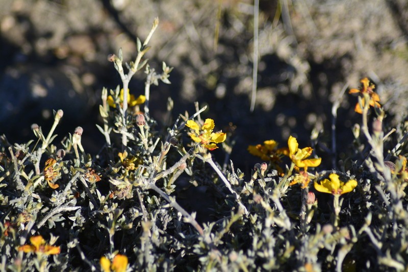 Mionandra fischeri photo 7