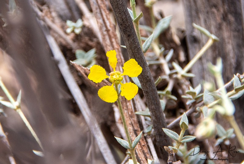 Mionandra fischeri photo 8
