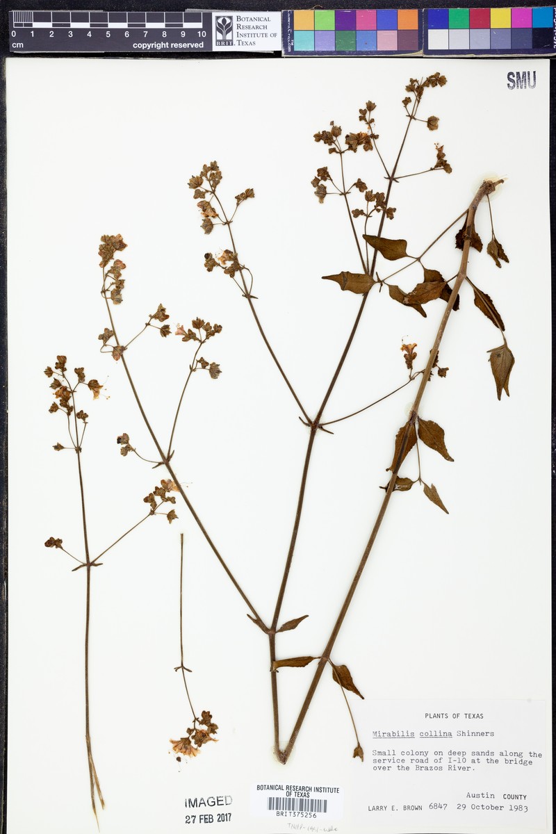 Mirabilis × collina photo 2