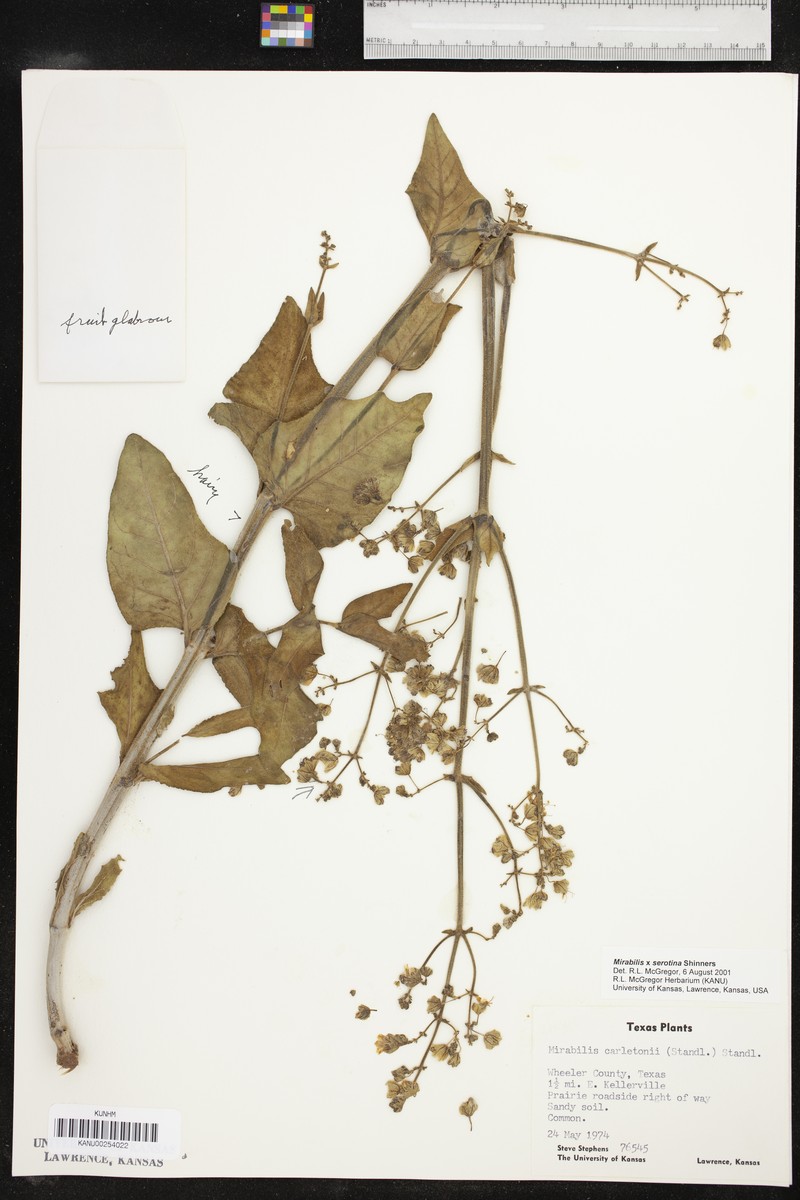 Mirabilis × serotina