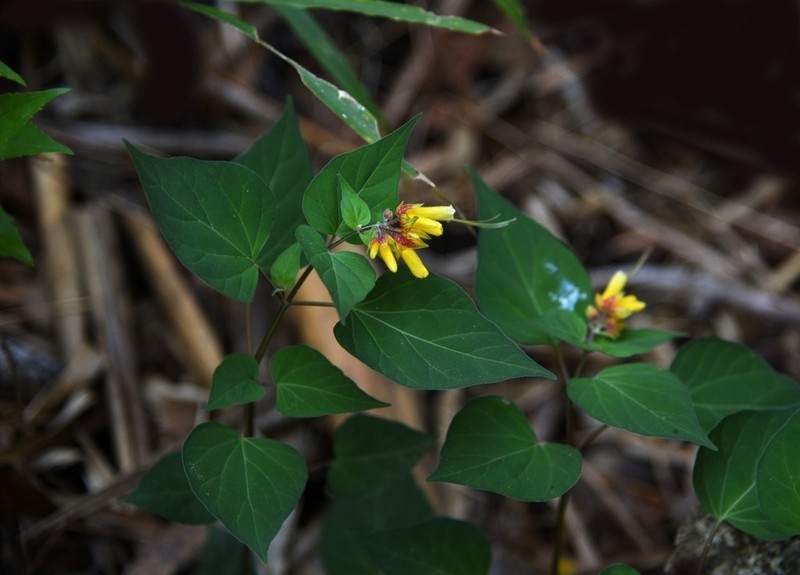 Mirabilis calophlebia