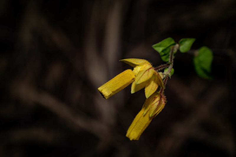 Mirabilis calophlebia photo 2