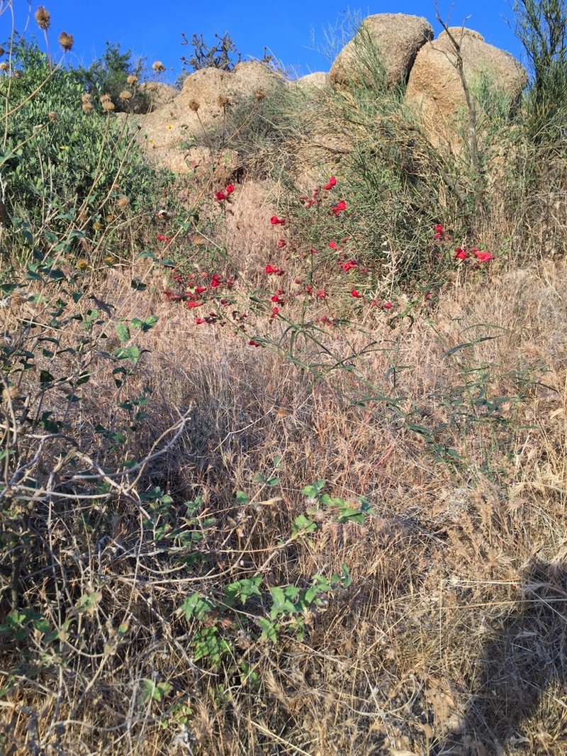 Scarlet Four O'Clock photo 5