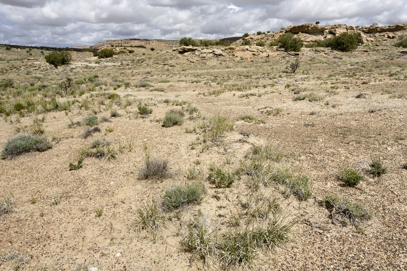 Hairy-Tuft Four O'Clock