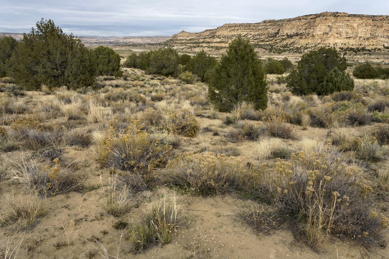 Greene's Four O'Clock