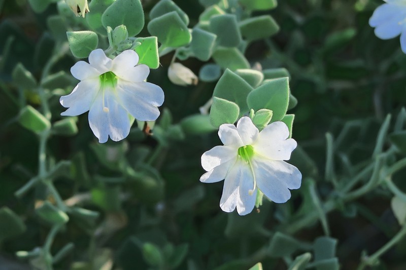 Desert Wishbone-Bush photo 3