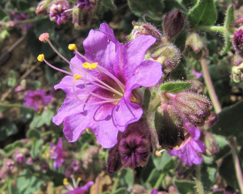 Desert Wishbone-Bush photo 4