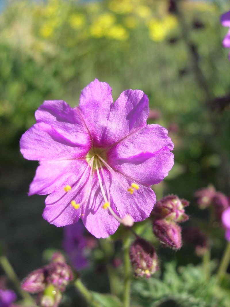 Desert Wishbone-Bush
