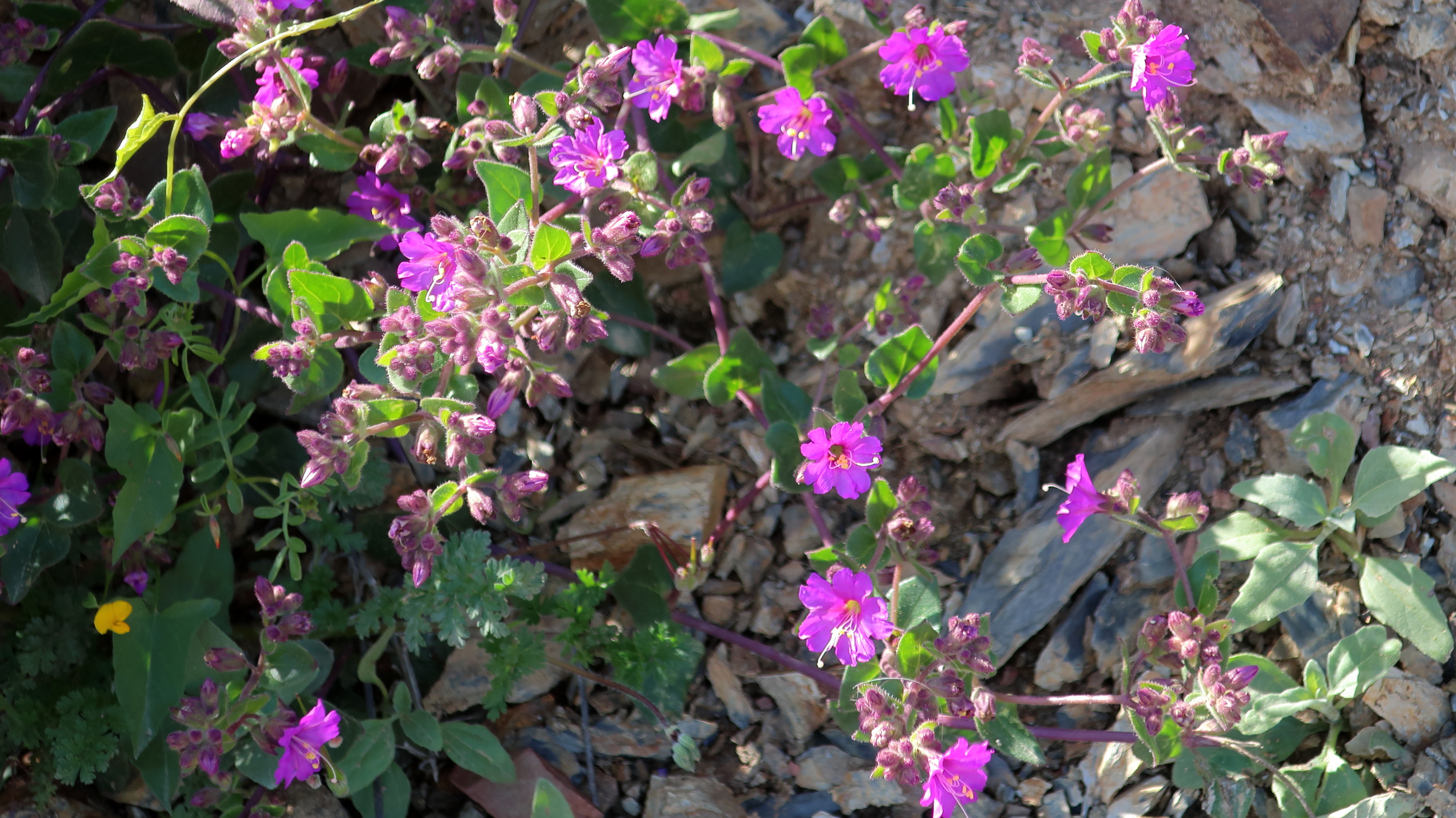 Desert Wishbone-Bush photo 6