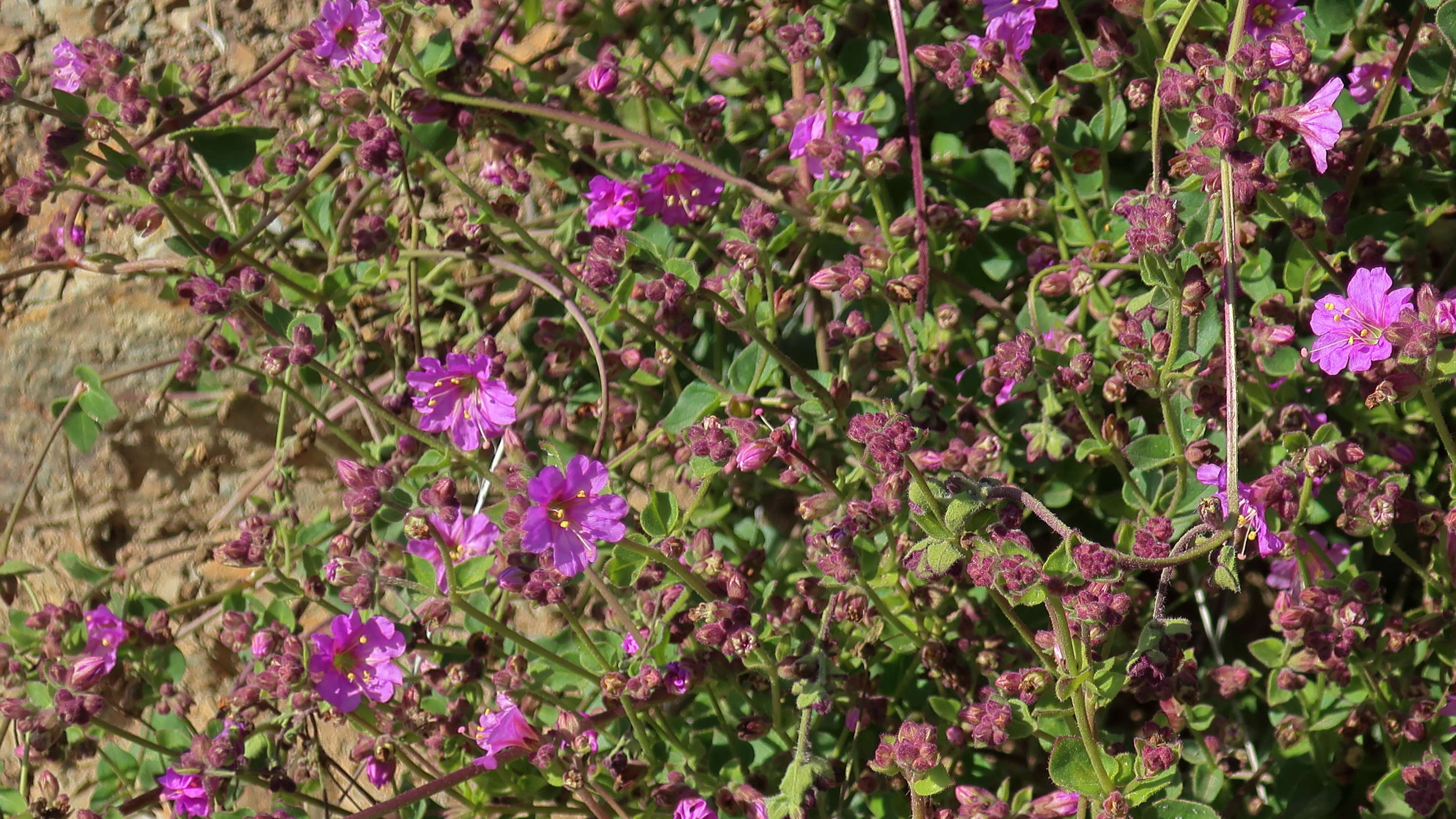 Desert Wishbone-Bush photo 7