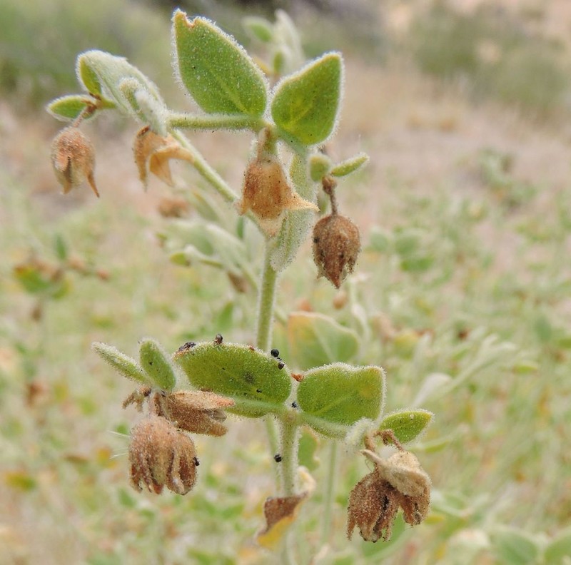Desert Wishbone-Bush photo 6