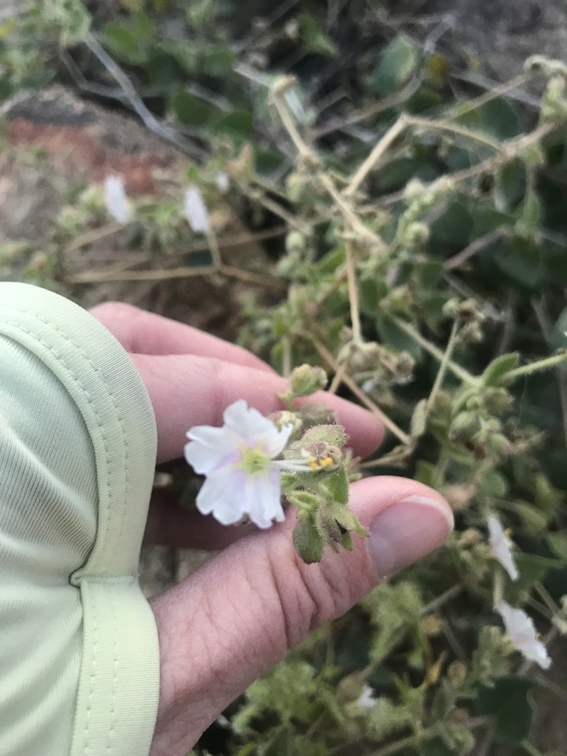 Desert Wishbone-Bush photo 7