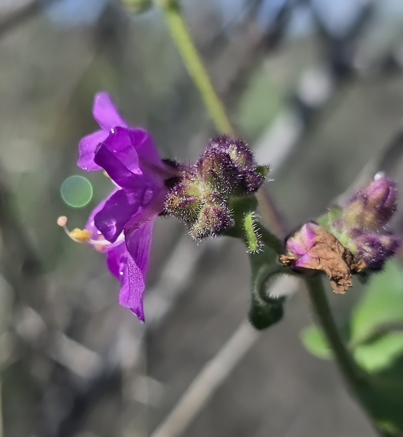 Mirabilis laevis var. crassifolia