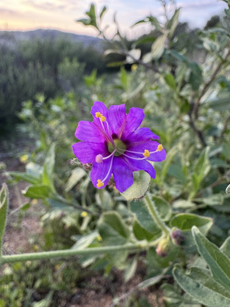 Mirabilis laevis var. crassifolia photo 2