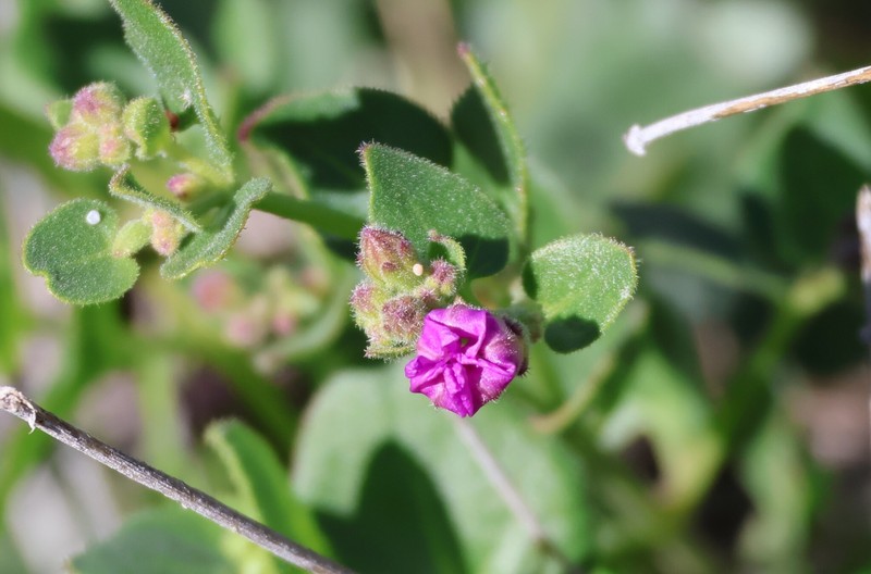 Mirabilis laevis var. crassifolia photo 3