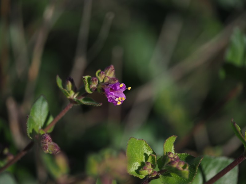 Mirabilis laevis var. crassifolia photo 4