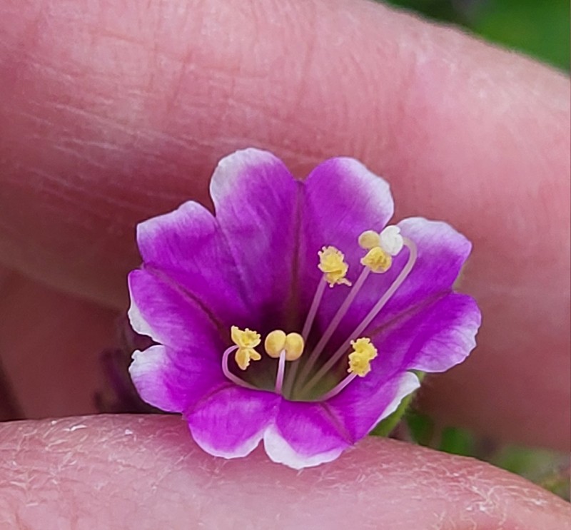 Mirabilis laevis var. crassifolia photo 5