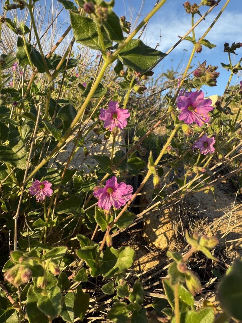 Mirabilis laevis var. crassifolia photo 6