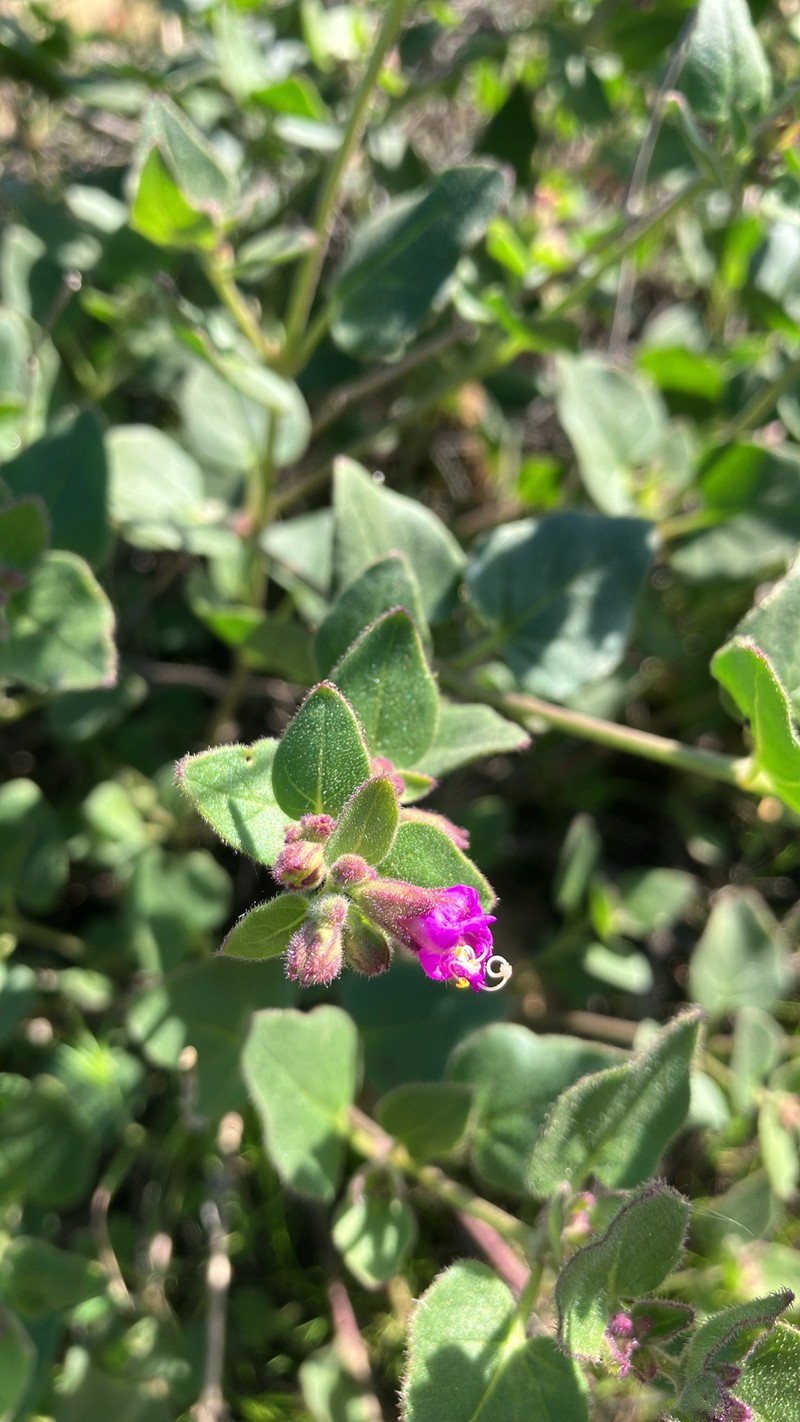 Mirabilis laevis var. crassifolia photo 7