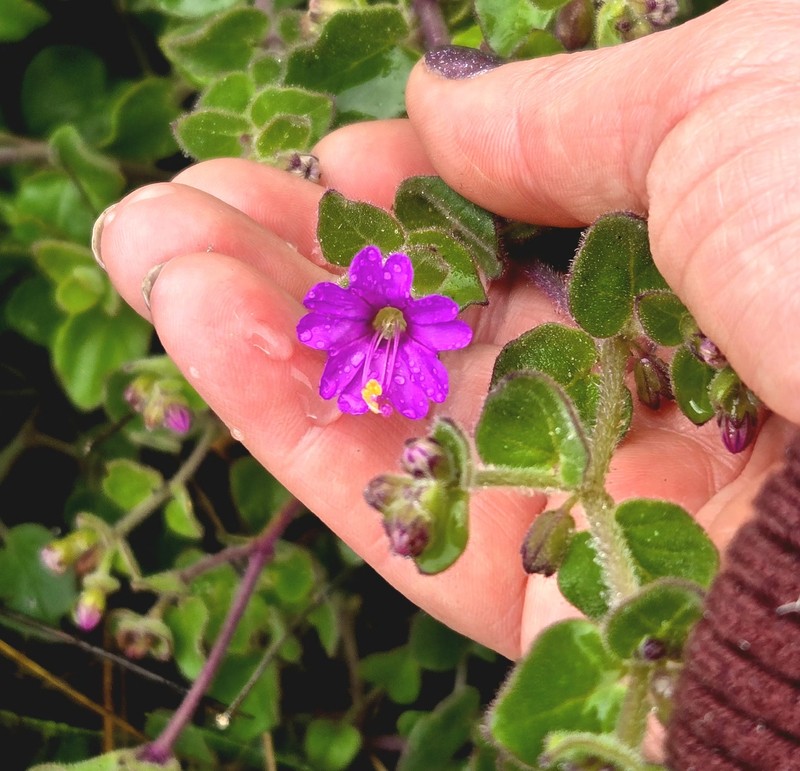 Mirabilis laevis var. crassifolia photo 8