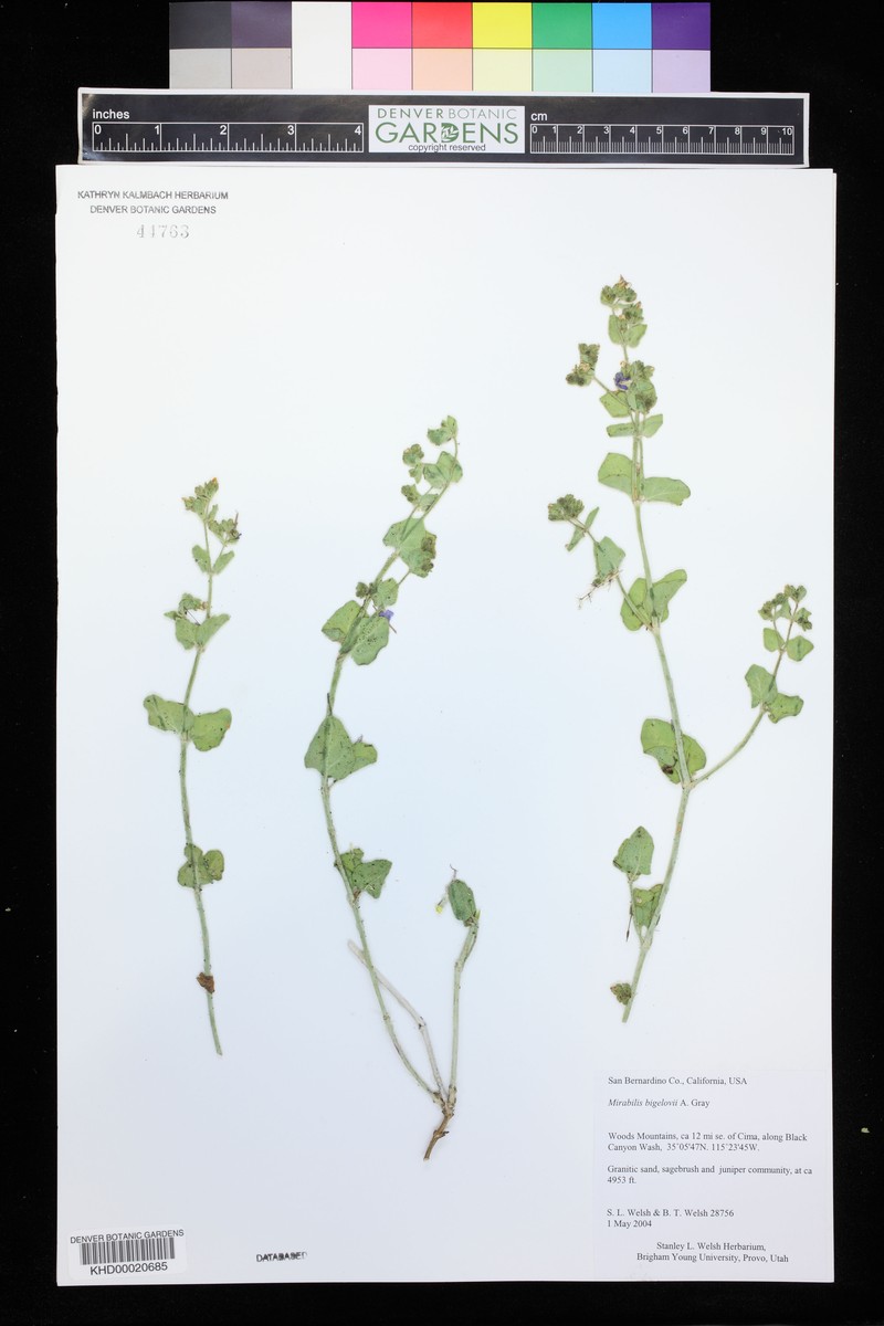 Mirabilis laevis var. laevis photo 3