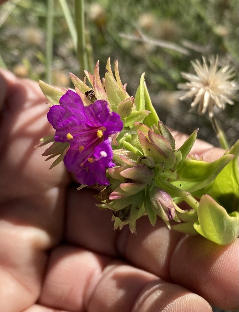 Mirabilis laevis var. laevis