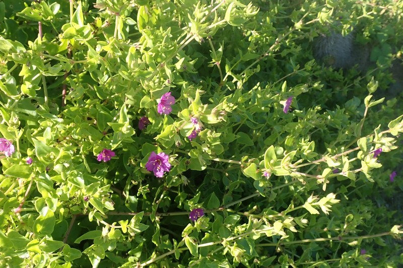 Mirabilis laevis var. laevis photo 2