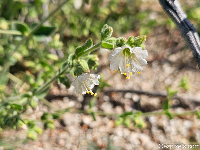 Mirabilis laevis var. villosa