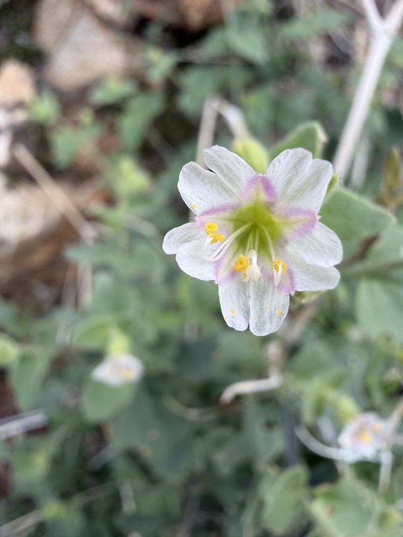 Mirabilis laevis var. villosa photo 2