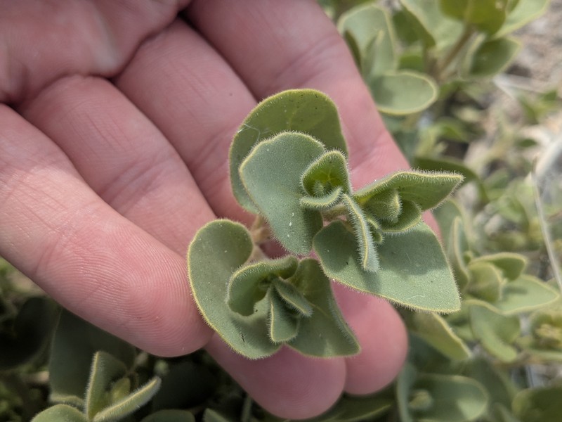 Mirabilis laevis var. villosa photo 3