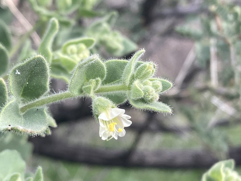 Mirabilis laevis var. villosa photo 4