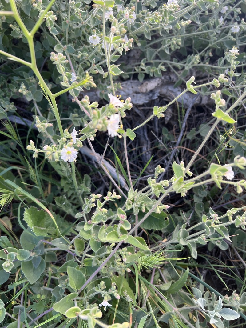 Mirabilis laevis var. villosa photo 5