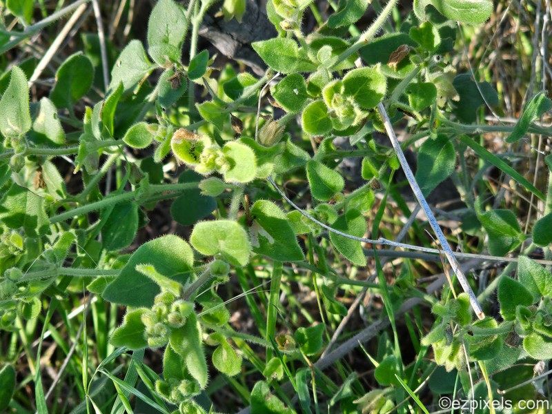 Mirabilis laevis var. villosa photo 6