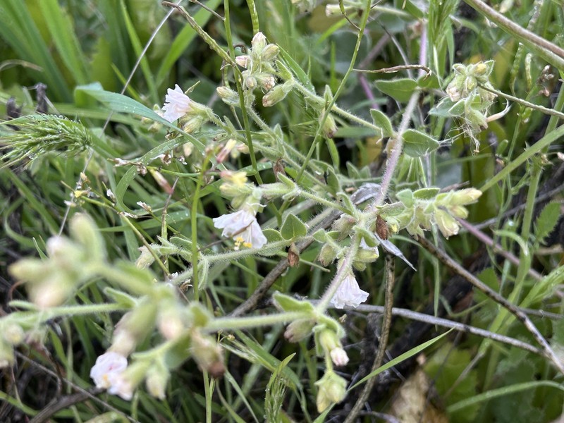 Mirabilis laevis var. villosa photo 8