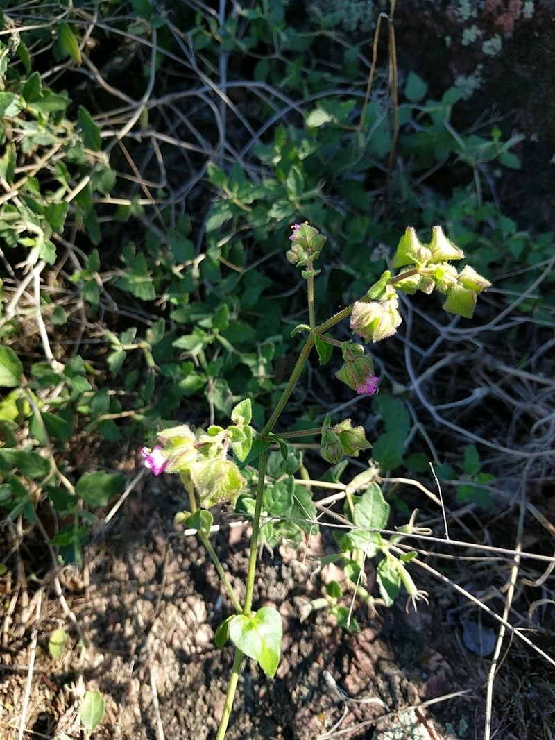 Mirabilis latifolia