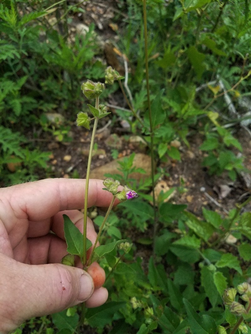 Mirabilis latifolia photo 2