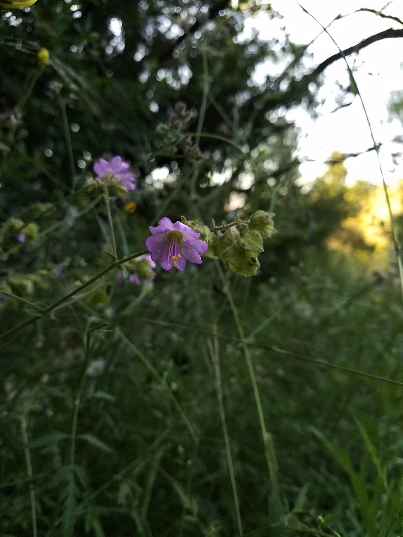 Mirabilis latifolia photo 3
