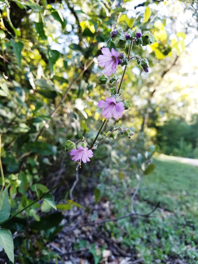 Mirabilis latifolia photo 4