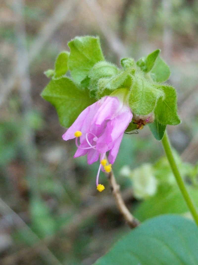 Mirabilis latifolia photo 5