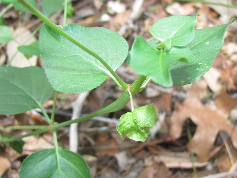Mirabilis latifolia photo 6