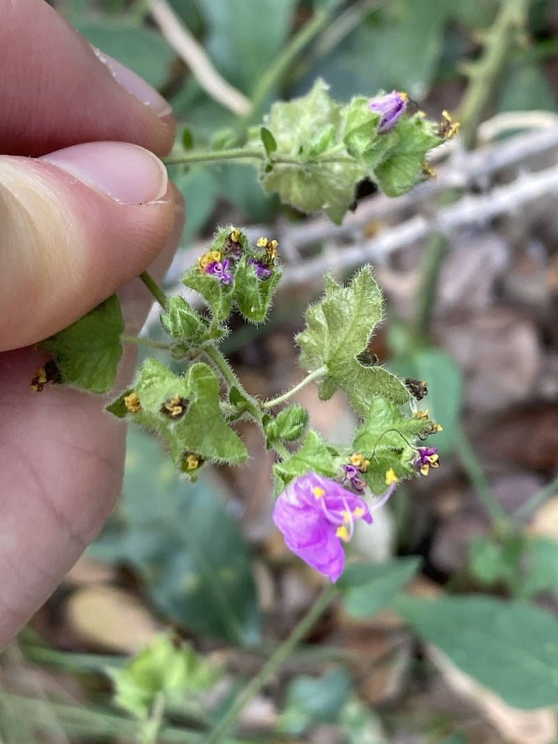 Mirabilis latifolia photo 8