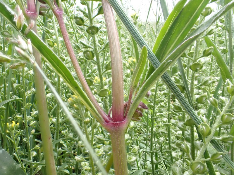 Narrowleaf Four O'Clock photo 2