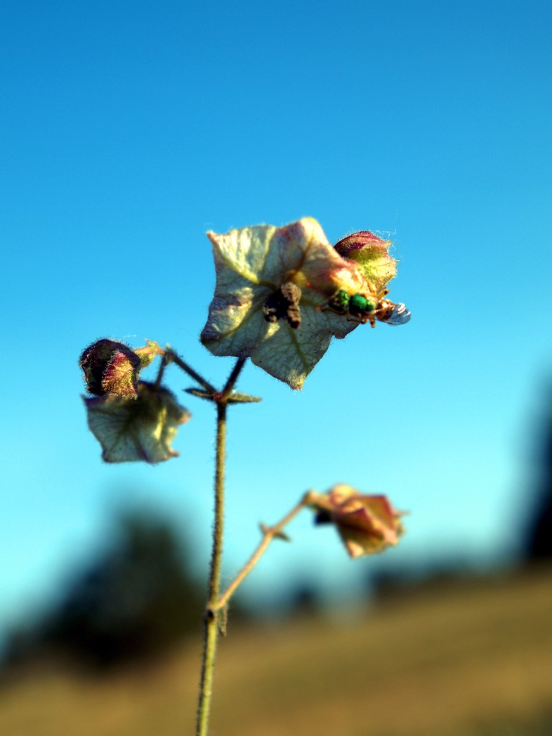 Narrowleaf Four O'Clock