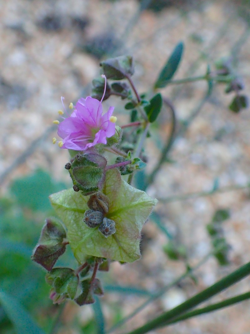 Narrowleaf Four O'Clock photo 3