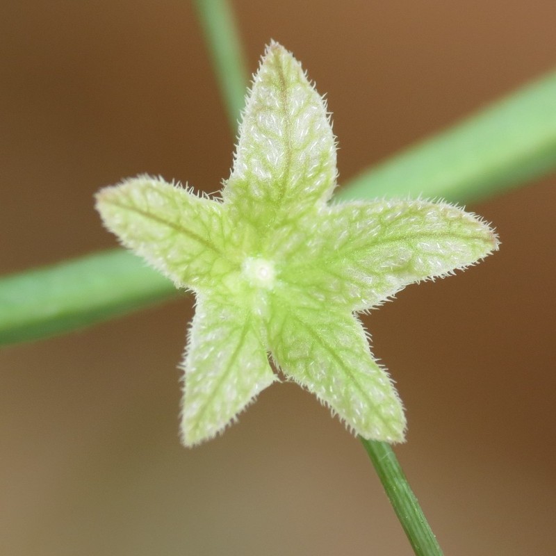 Narrowleaf Four O'Clock photo 3