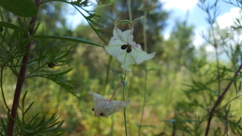 Narrowleaf Four O'Clock photo 4