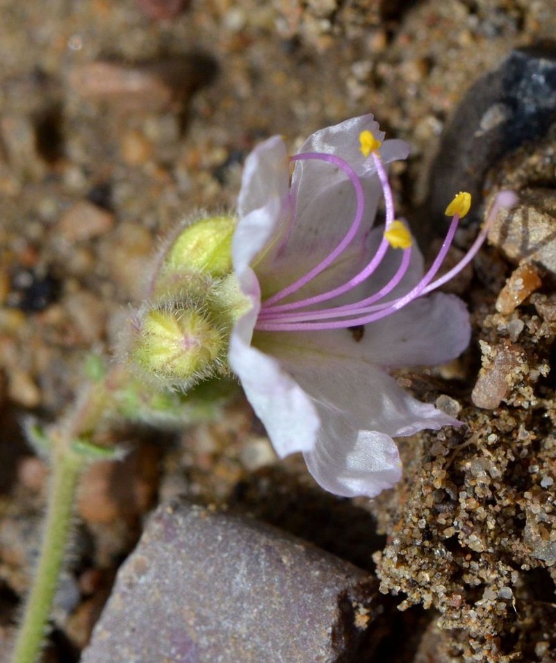 Narrowleaf Four O'Clock photo 5