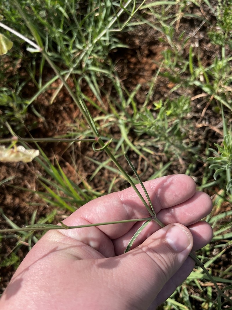 Narrowleaf Four O'Clock photo 6