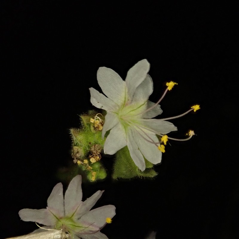 Narrowleaf Four O'Clock photo 7